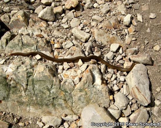 Northern Rubber Boa (Charina bottae)