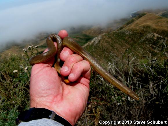 Northern Rubber Boa (Charina bottae)