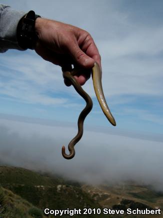 Northern Rubber Boa (Charina bottae)