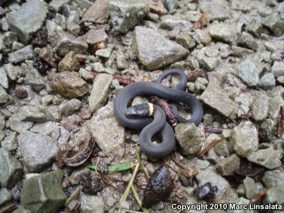 Northern Ring-necked Snake (Diadophis punctatus edwardsii)