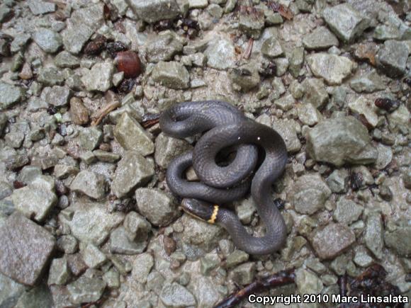 Northern Ring-necked Snake (Diadophis punctatus edwardsii)