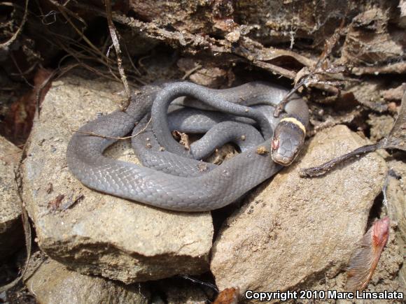 Northern Ring-necked Snake (Diadophis punctatus edwardsii)