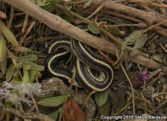 California Kingsnake (Lampropeltis getula californiae)