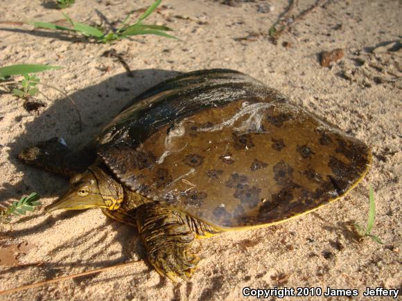 Gulf Coast Spiny Softshell (Apalone spinifera aspera)