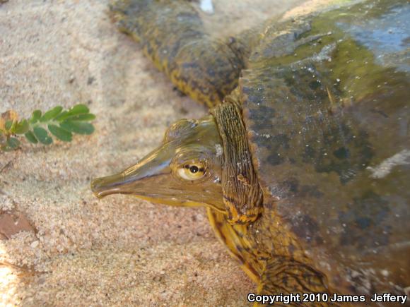 Gulf Coast Spiny Softshell (Apalone spinifera aspera)