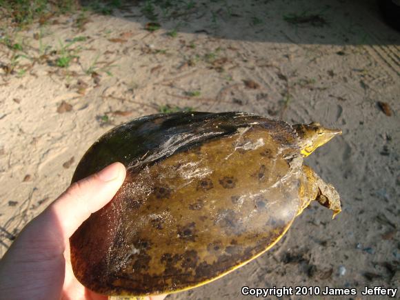 Gulf Coast Spiny Softshell (Apalone spinifera aspera)