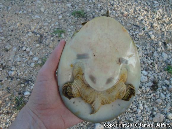 Gulf Coast Spiny Softshell (Apalone spinifera aspera)