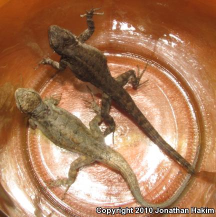 Colorado River Tree Lizard (Urosaurus ornatus symmetricus)