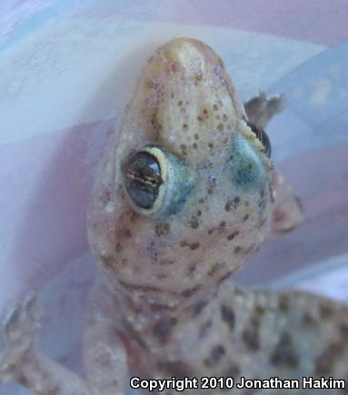 Turkish House Gecko (Hemidactylus turcicus turcicus)