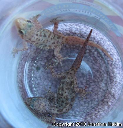 Turkish House Gecko (Hemidactylus turcicus turcicus)