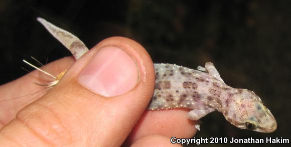 Turkish House Gecko (Hemidactylus turcicus turcicus)