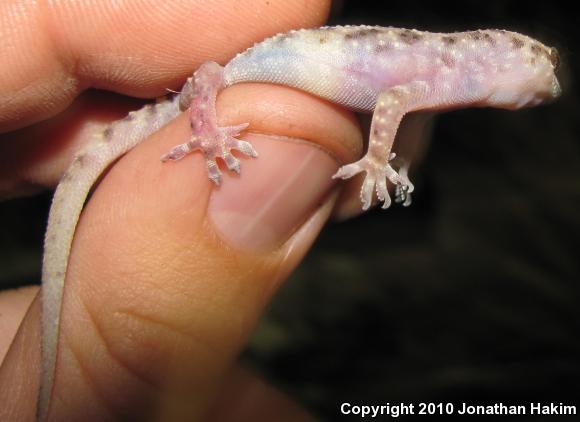 Turkish House Gecko (Hemidactylus turcicus turcicus)