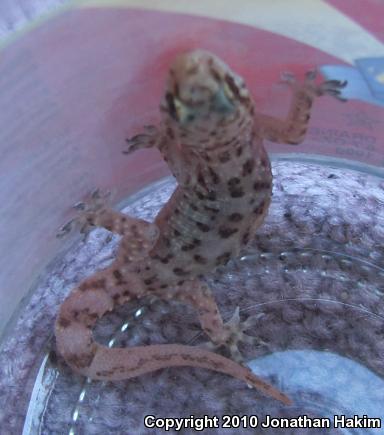 Turkish House Gecko (Hemidactylus turcicus turcicus)