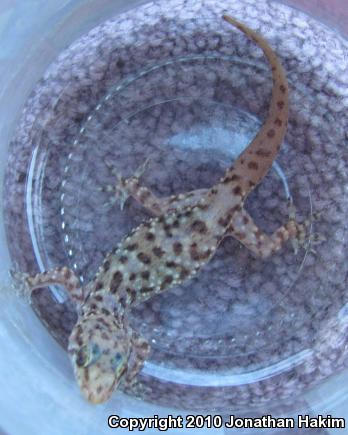 Turkish House Gecko (Hemidactylus turcicus turcicus)