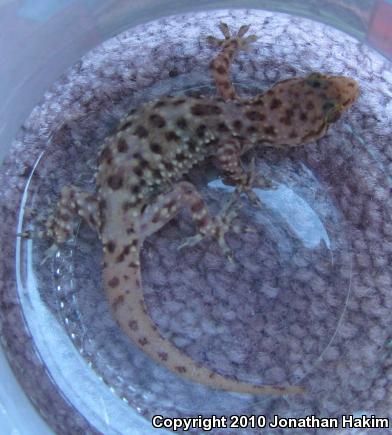 Turkish House Gecko (Hemidactylus turcicus turcicus)