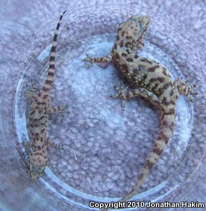 Turkish House Gecko (Hemidactylus turcicus turcicus)