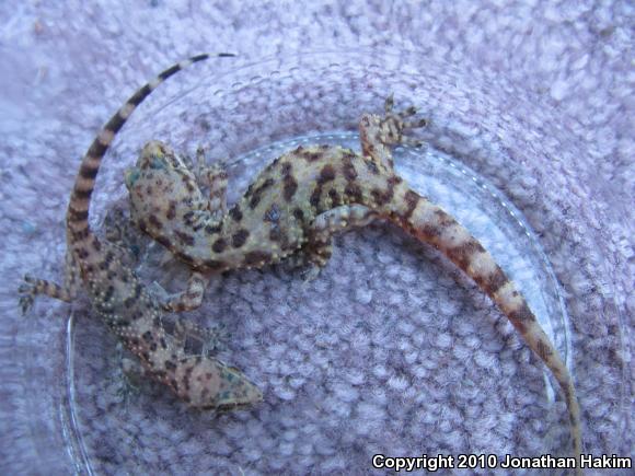 Turkish House Gecko (Hemidactylus turcicus turcicus)