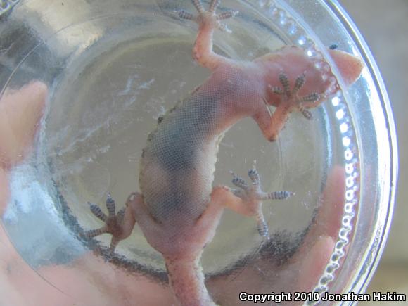 Turkish House Gecko (Hemidactylus turcicus turcicus)