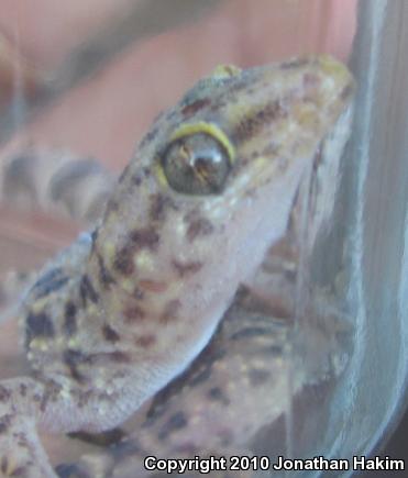 Turkish House Gecko (Hemidactylus turcicus turcicus)