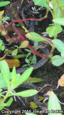 Southern Watersnake (Nerodia fasciata)