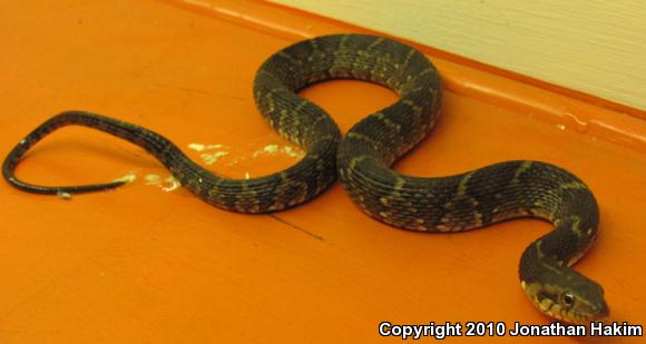 Southern Watersnake (Nerodia fasciata)