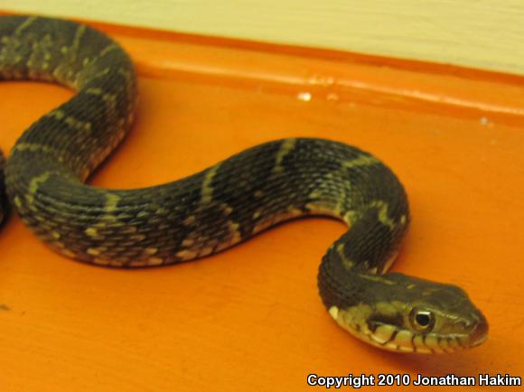 Southern Watersnake (Nerodia fasciata)