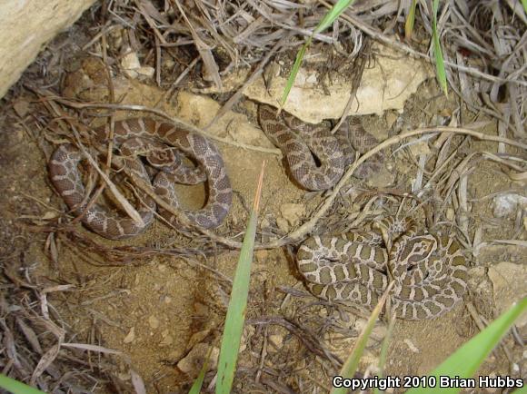 Great Plains Ratsnake (Pantherophis emoryi)