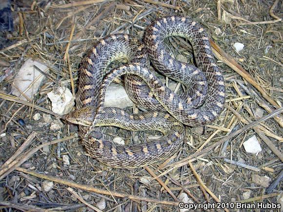 Kansas Glossy Snake (Arizona elegans elegans)