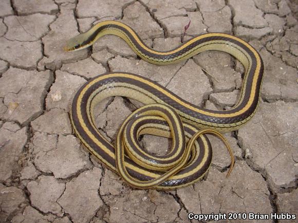 Texas Patch-nosed Snake (Salvadora grahamiae lineata)