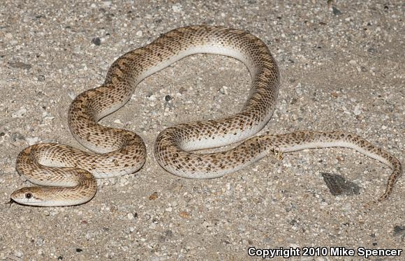 Desert Glossy Snake (Arizona elegans eburnata)