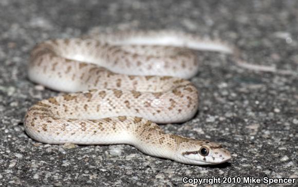 California Glossy Snake (Arizona elegans occidentalis)