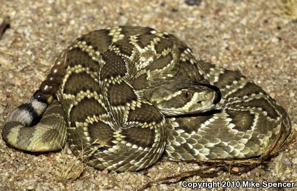 Mohave Rattlesnake (Crotalus scutulatus scutulatus)