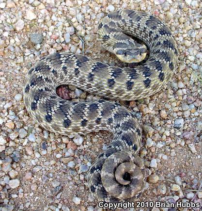 Mexican Hog-nosed Snake (Heterodon kennerlyi)