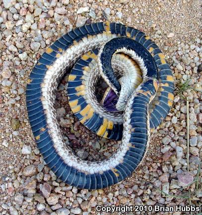 Mexican Hog-nosed Snake (Heterodon kennerlyi)