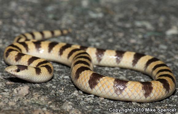 Mojave Shovel-nosed Snake (Chionactis occipitalis occipitalis)