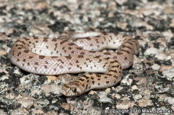 Spotted Leaf-nosed Snake (Phyllorhynchus decurtatus)