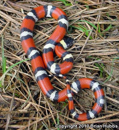 Louisiana Milksnake (Lampropeltis triangulum amaura)