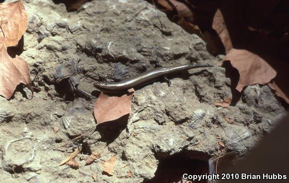 Mountain Skink (Plestiodon callicephalus)