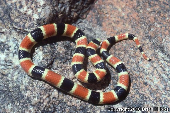 Organ Pipe Shovel-nosed Snake (Chionactis palarostris organica)