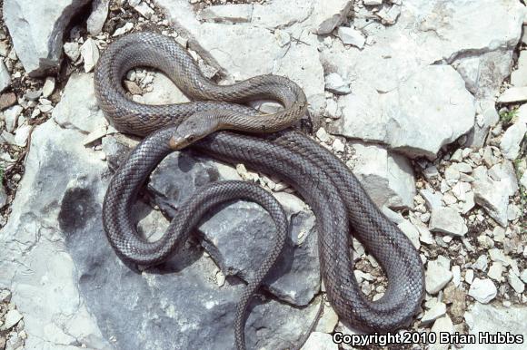 Baird's Ratsnake (Pantherophis bairdi)