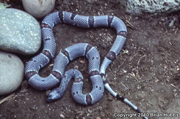 Gray-banded Kingsnake (Lampropeltis alterna)