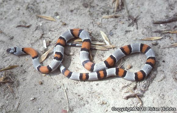 Gray-banded Kingsnake (Lampropeltis alterna)