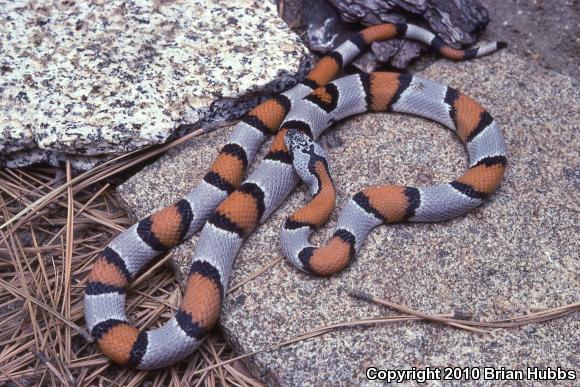 Gray-banded Kingsnake (Lampropeltis alterna)