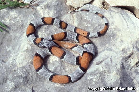 Gray-banded Kingsnake (Lampropeltis alterna)