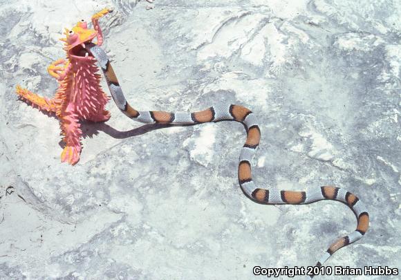 Gray-banded Kingsnake (Lampropeltis alterna)