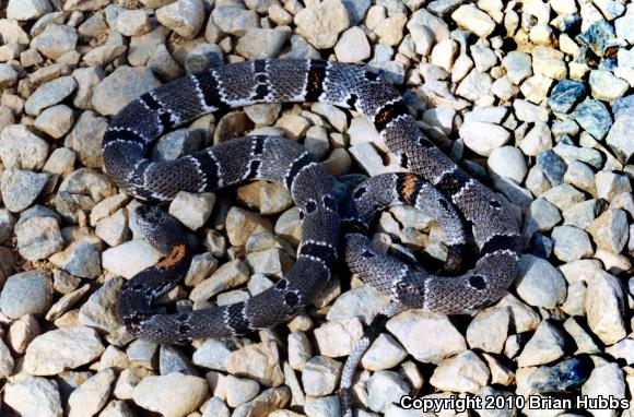 Gray-banded Kingsnake (Lampropeltis alterna)