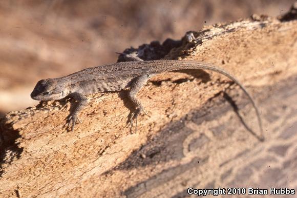 Texas Tree Lizard (Urosaurus ornatus ornatus)