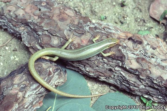 Western Redtail Skink (Plestiodon gilberti rubricaudatus)