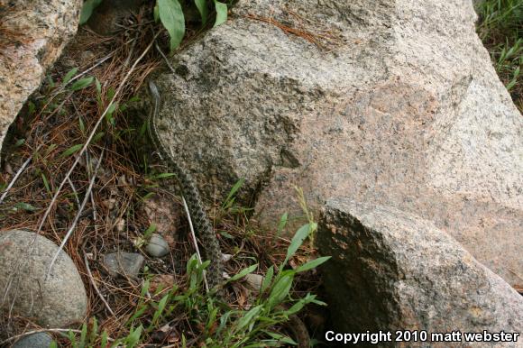 Maritime Gartersnake (Thamnophis sirtalis pallidulus)