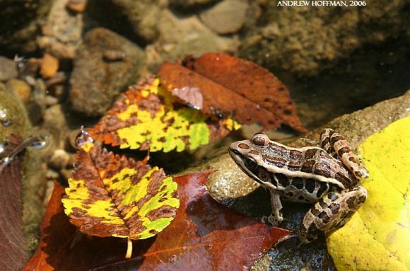 Pickerel Frog (Lithobates palustris)